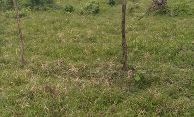 Vendo finca de 55 Hectáreas en recinto Naranjal, Provincia Esmeraldas