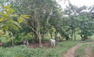 Vendo finca de 55 Hectáreas en recinto Naranjal, Provincia Esmeraldas