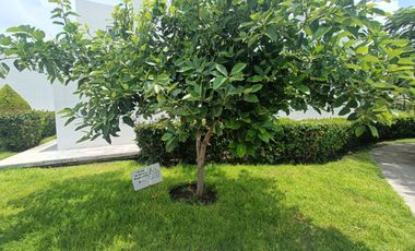 Departamento en Planta baja en venta en Paseos del Bosque