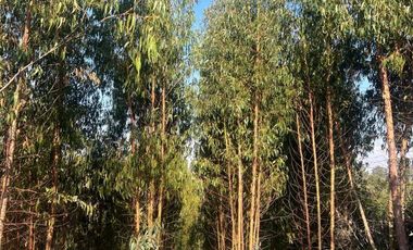 Terreno Sector Nuevos Reinos , Pichilemu