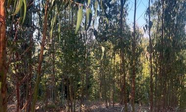 Terreno Sector Nuevos Reinos , Pichilemu