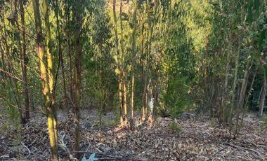 Terreno Sector Nuevos Reinos , Pichilemu