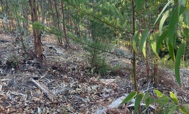 Terreno Sector Nuevos Reinos , Pichilemu