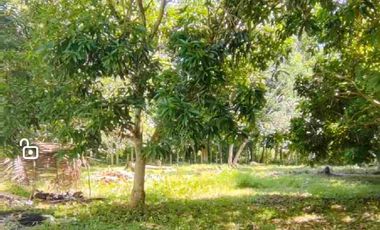 Minifarm With House in Samal Island for sale