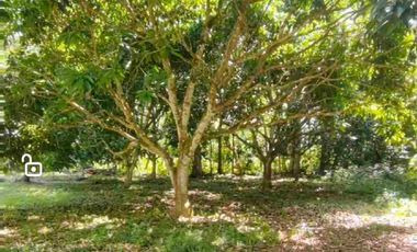 Minifarm With House in Samal Island for sale