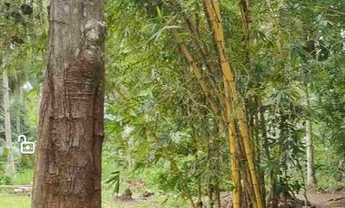 Minifarm With House in Samal Island for sale