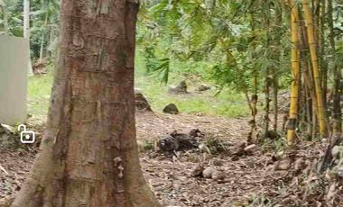 Minifarm With House in Samal Island for sale