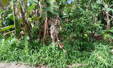 2,200 sqm Lot in Panungyan, Mendez Cavite for SALE! 6k per sqm negotiable