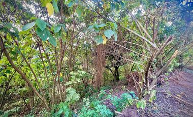 LOTE EN VENTA LA DOCTORA SABANETA