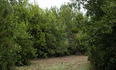 Compra tu parcela en un entorno natural,  en Vilches Alto, San Clemente,Región del Maule