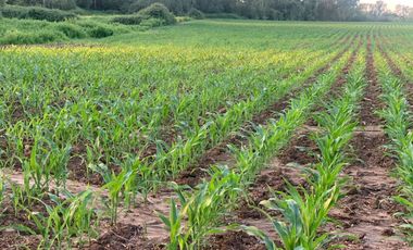 ¡Gran Oportunidad! Se Vende Parcela Agrícola de 17 Hectáreas en Río Claro