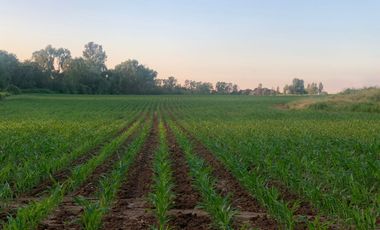 ¡Gran Oportunidad! Se Vende Parcela Agrícola de 17 Hectáreas en Río Claro