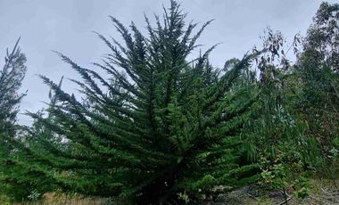 PARCELAS EN PICHILEMU SEXTA REGION