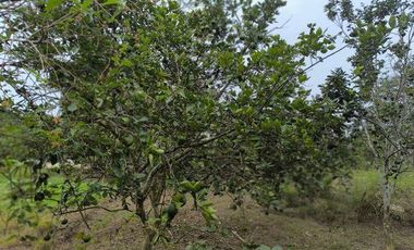SE VENDE FINCA  En Santa Rosa, Sector el Quemado