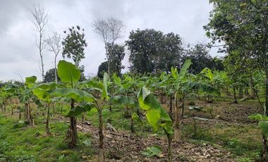 SE VENDE FINCA  En Santa Rosa, Sector el Quemado