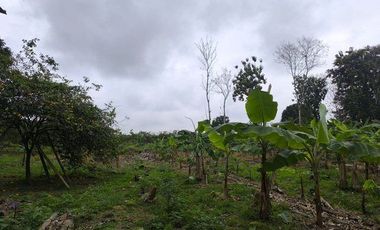 SE VENDE FINCA  En Santa Rosa, Sector el Quemado