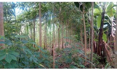 SE VENDE FINCA  En Santa Rosa, Sector el Quemado