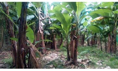 SE VENDE FINCA  En Santa Rosa, Sector el Quemado