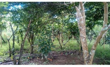 SE VENDE FINCA  En Santa Rosa, Sector el Quemado
