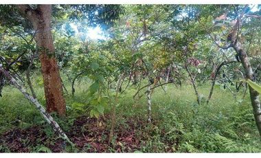 SE VENDE FINCA  En Santa Rosa, Sector el Quemado