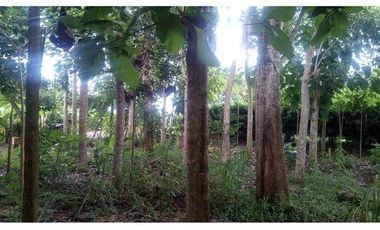 SE VENDE FINCA  En Santa Rosa, Sector el Quemado