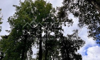 Vendemos Parcela con hermoso bosque nativo Punta Larga