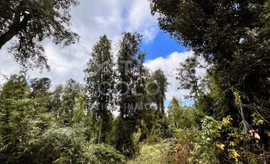 Vendemos Parcela con hermoso bosque nativo Punta Larga