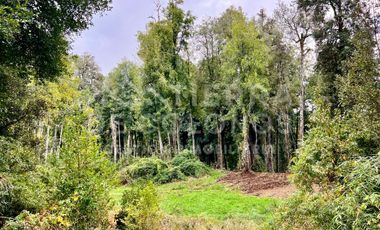 Vendemos Parcela con hermoso bosque nativo Punta Larga