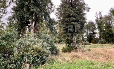 Vendemos Parcela con hermoso bosque nativo Punta Larga