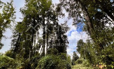 Vendemos Parcela con hermoso bosque nativo Punta Larga