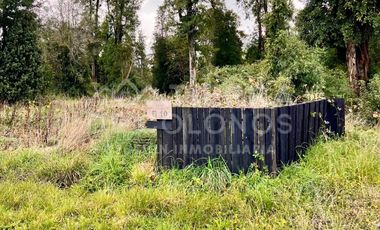 Vendemos Parcela con hermoso bosque nativo Punta Larga