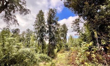 Vendemos Parcela con hermoso bosque nativo Punta Larga