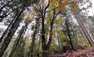 Parcela A Sólo 15 Min De Villarrica