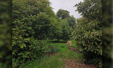 Se Vende Parcela Con Casa Y Paltos En Producción, La Cruz.
