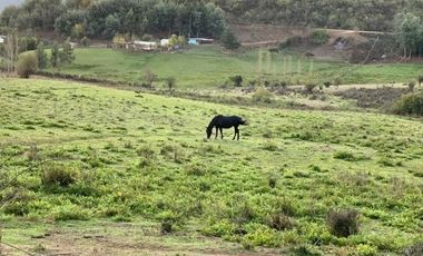 Se vende parcela agrícola 20,43 ha en la comuna de Pelarco