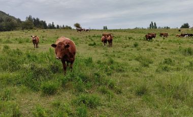 Se vende parcela agrícola 20,43 ha en la comuna de Pelarco