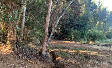 Se vende parcela agrícola 20,43 ha en la comuna de Pelarco