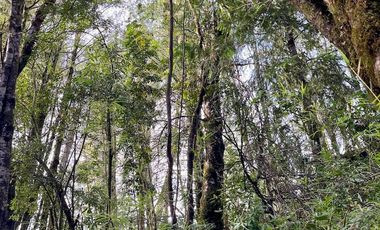 Espectacular terreno de 10 ha a 15 km de Villarrica