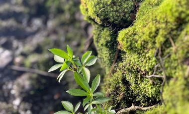 Espectacular terreno de 10 ha a 15 km de Villarrica