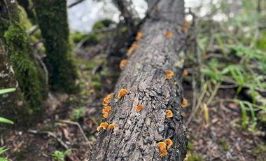 Espectacular terreno de 10 ha a 15 km de Villarrica