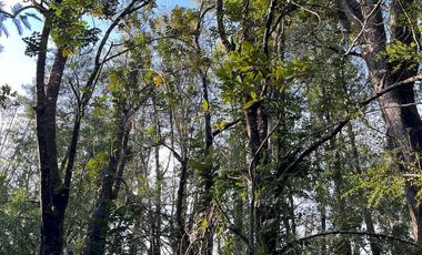Espectacular terreno de 10 ha a 15 km de Villarrica