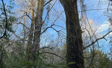 Espectacular terreno de 10 ha a 15 km de Villarrica