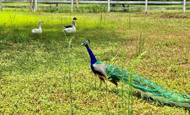 QUINTA EN VENTA EN HACIENDAS DEL VERGEL ALLENDE NUEVO LEON