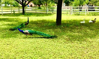 QUINTA EN VENTA EN HACIENDAS DEL VERGEL ALLENDE NUEVO LEON