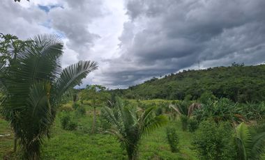 Finca de 77000 M2 Incluye Equipamiento, 2 casas, 1 galpon , 1 Tambo - Servicios instalados