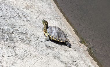 Casa en venta en Fraccionamiento las Fincas en Jiutepec Morelos