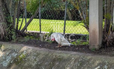 Casa en venta en Fraccionamiento las Fincas en Jiutepec Morelos