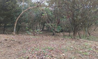 VENTA DOS LOTES TERRENOS 3803 m2, PEDRO VICENTE MALDONADO, ANDOAS