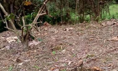 VENTA DOS LOTES TERRENOS 3803 m2, PEDRO VICENTE MALDONADO, ANDOAS