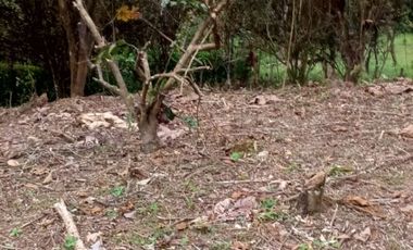 VENTA DOS LOTES TERRENOS 3803 m2, PEDRO VICENTE MALDONADO, ANDOAS